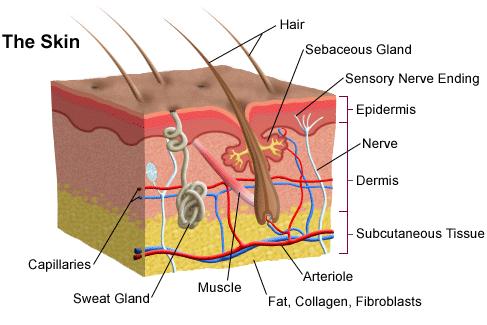 Skin Care Portland Dermatologists Skin Care Portland Dermatologists